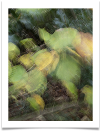Blurred - Bill Rigby